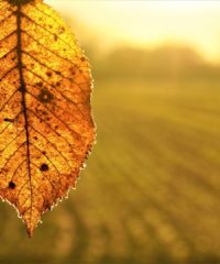 Herbstdüngung